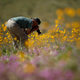 Image for article titled California’s colorful super blooms, in pictures